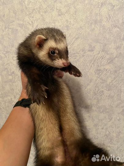 Домашний хорек девочка