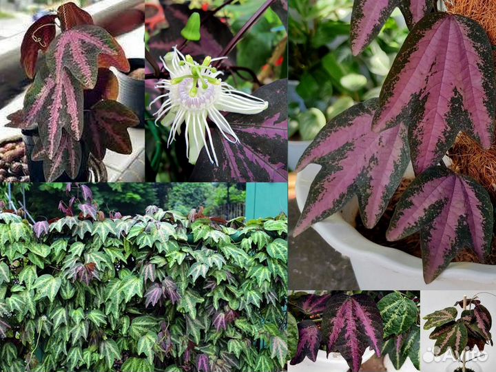 Пассифлора трёхполосая Passiflora trifasciata