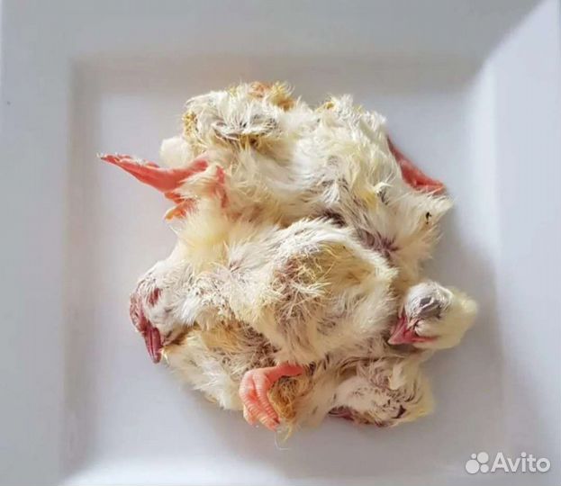 Цыплята суточные на корм