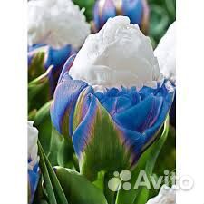 Тюльпаны пломбир