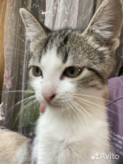 Котята в добрые руки мальчики