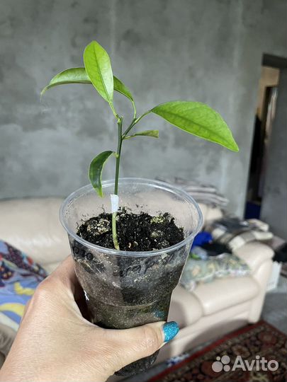 Кумкват Маргарита