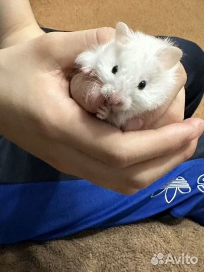 Сирийский хомяк