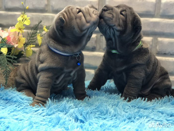 Щеночки шарпея