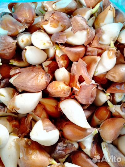 Ирисы, тюльпаны, нарциссы