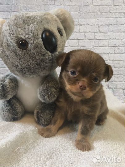 Щеночки чихуа