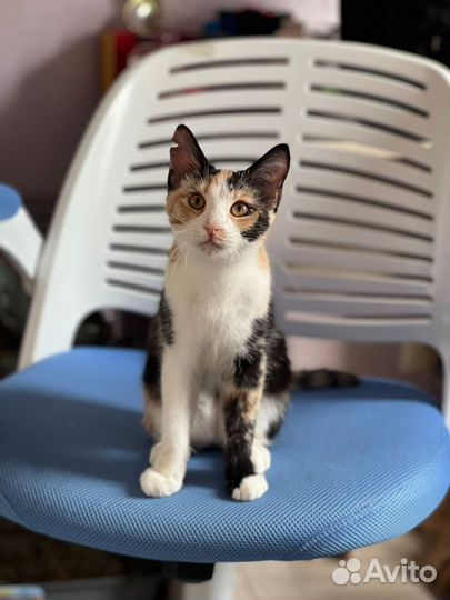 Кошка в добрые руки