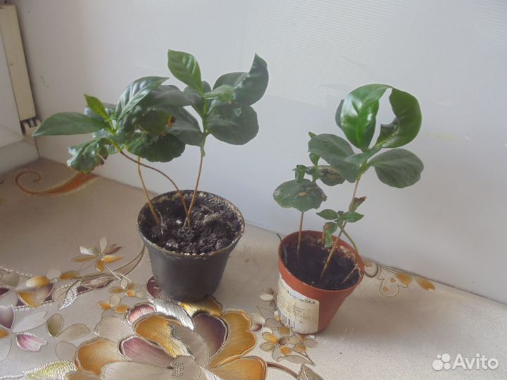 Кофейное дерево + Антуриум красный