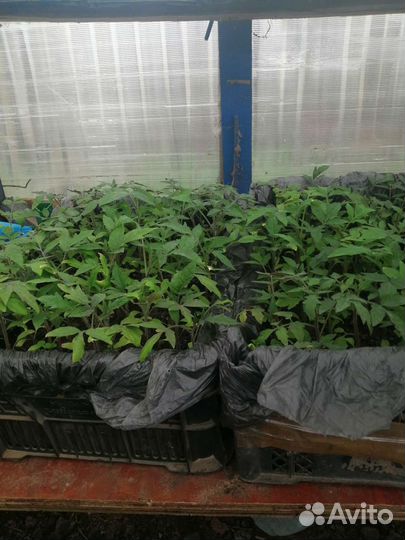 Рассада помидор и перцев