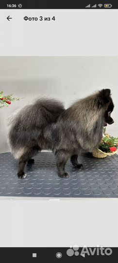 Шпиц мини вязка