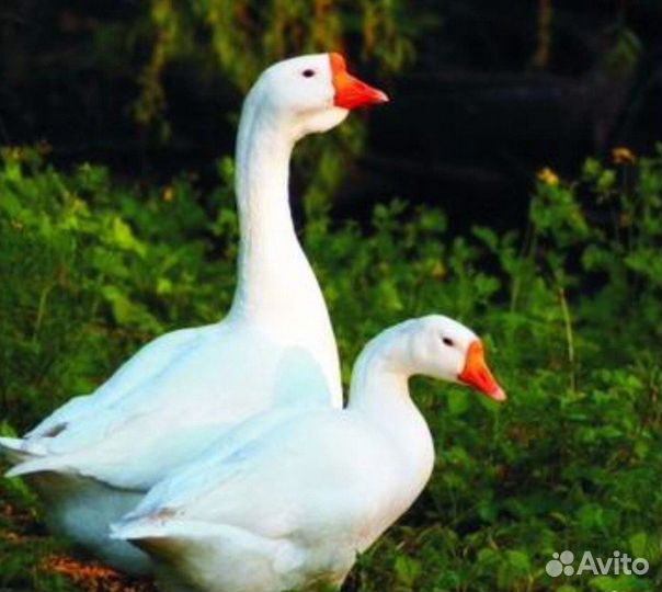 Гуси