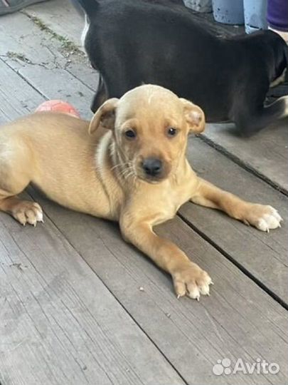 Щенки в добрые руки