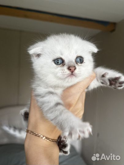 Котята шиншилла