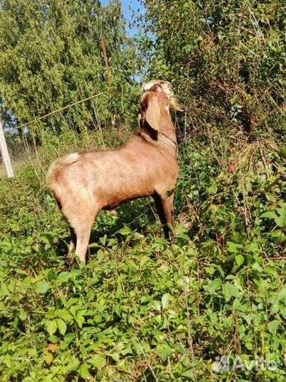 Камори-нубийский козëл вязка