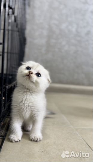 Шотландские котята