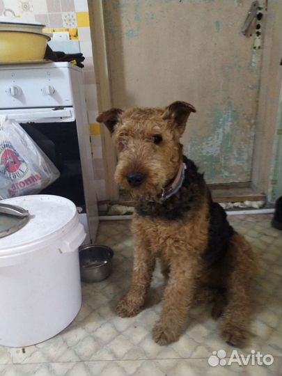 Эрдельтерьер