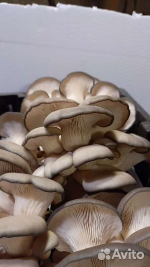 Грибы вешенка
