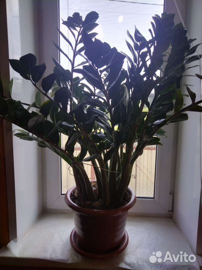 Замиокулькас