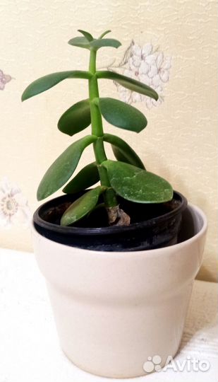 Денежное дерево - Толстянка