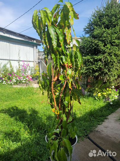 Дерево манго