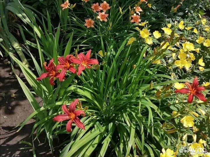 Низкорослые лилейники