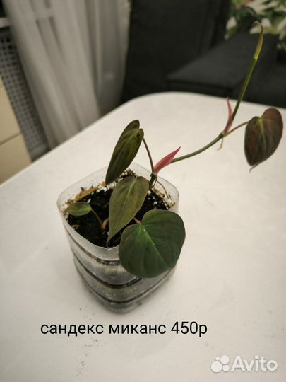 Филодендрон сканденс миканс
