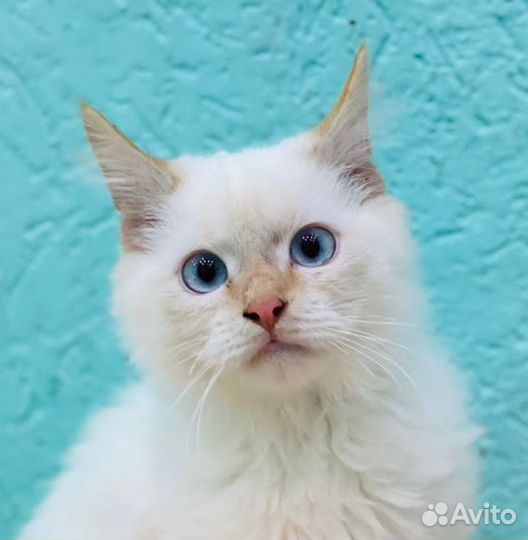 Котик 4,5 мес