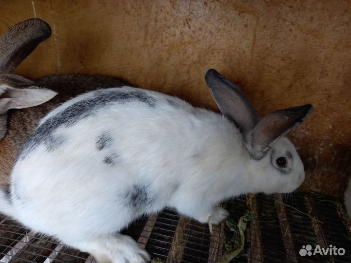 Продам или обменяю крола