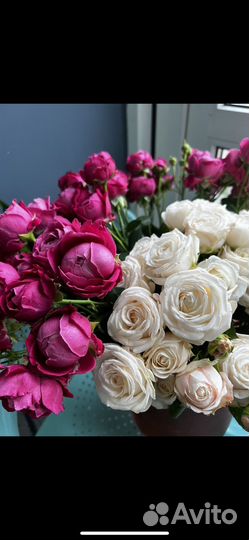 Кустовые розы