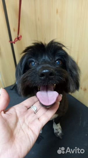 Стрижка собак и кошек. Груминг