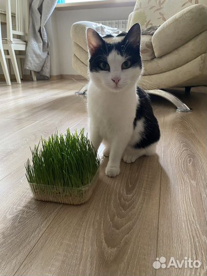 Кошка русская