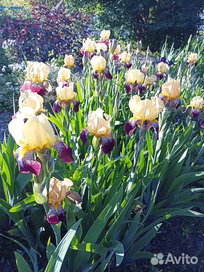 Ирисы
