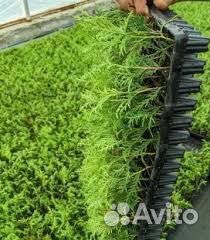 Укорененные черенки Туя Смарагд (кассета)