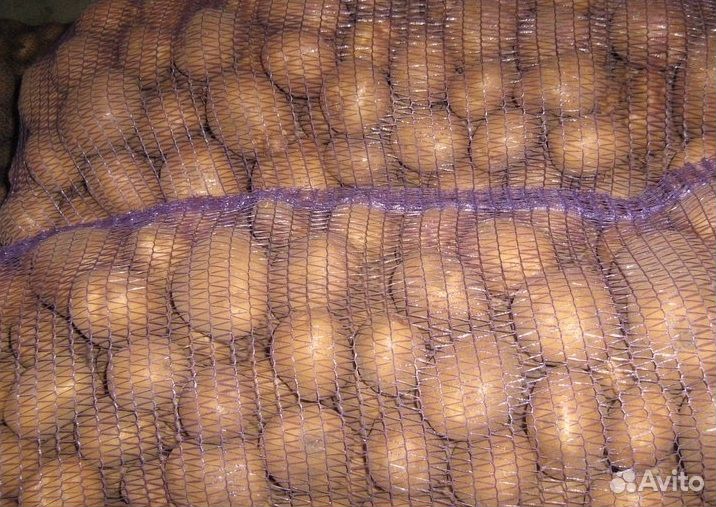 Картофель в сетках