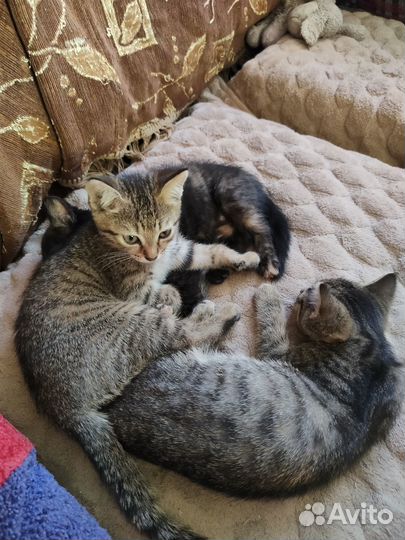 Кошки