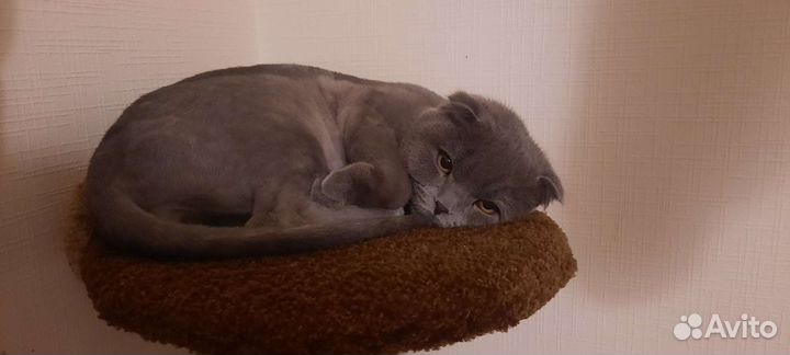 Британские