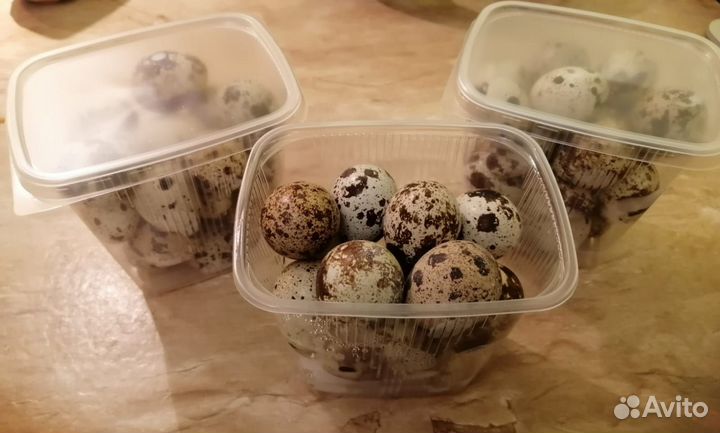 Домашние куриные яйца