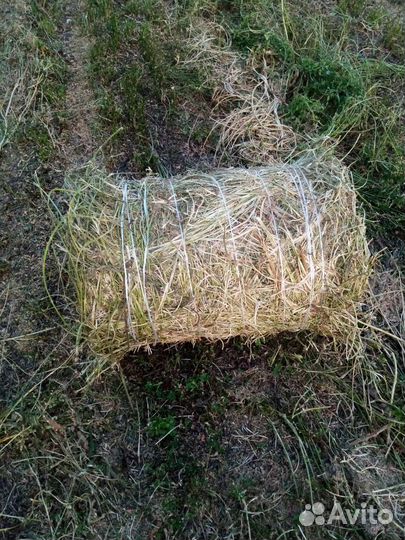 Продам сено в маленьких рулонах