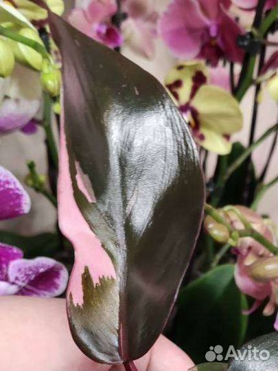 Филодендрон Pink Princess