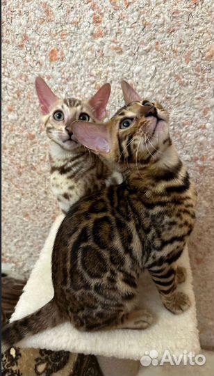 Бенгальская кошка
