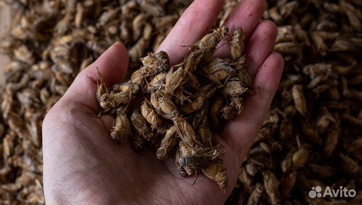 Сверчки заморозка домовый, банановый, двупятнистый