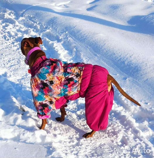 Зимний комбинезон для собаки