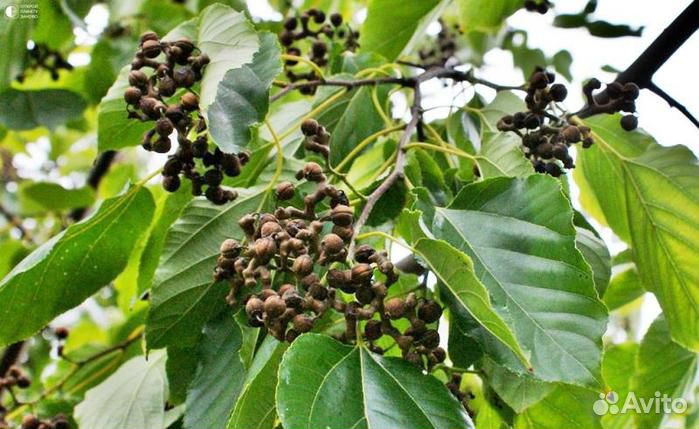 Говения сладкая/Конфетное дерево Саженцы