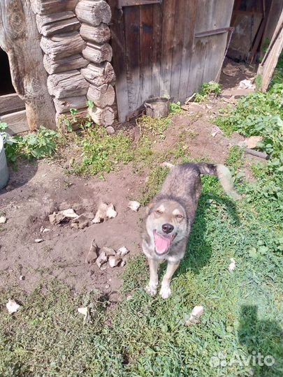 Отдам бесплатно собак в добрые руки