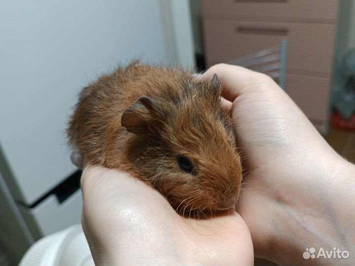 Морские свинки