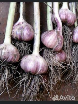 Чеснок озимый