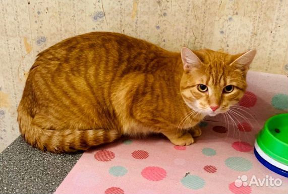Рыжий котик подросток