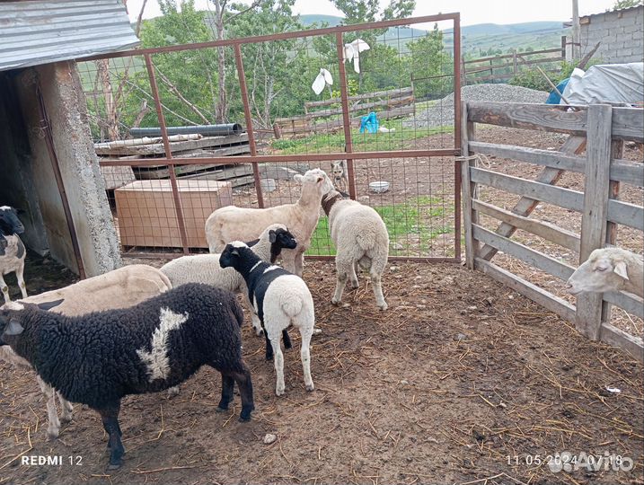 Баранчики на племя