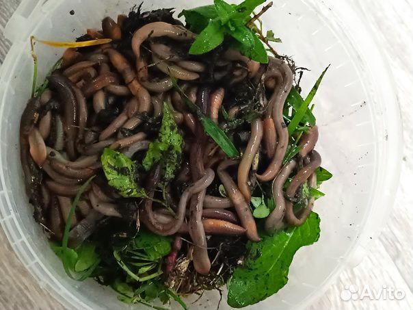 Черви выползки