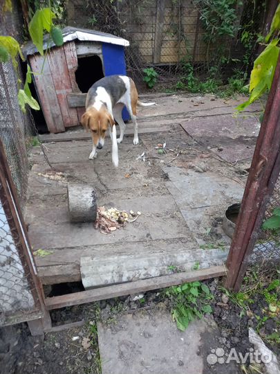 Русская пегая гончая